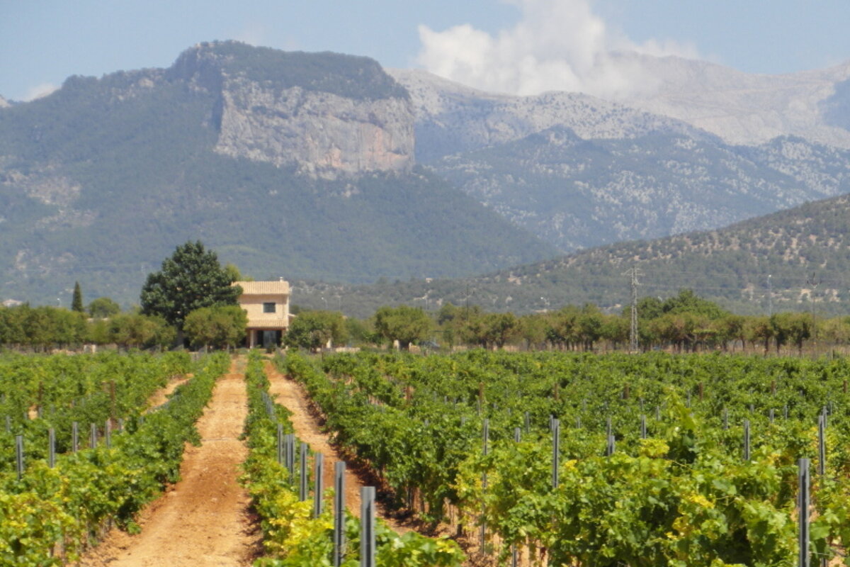 a vineyard in mallorca with a mountain in the background