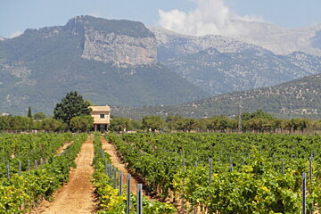 a vineyard in mallorca with a mountain in the background