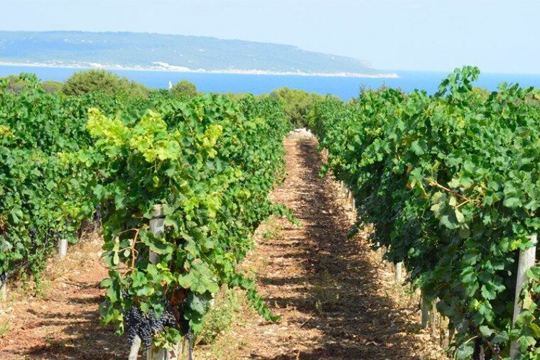Top vineyards to visit in Ibiza & Formentera 2019