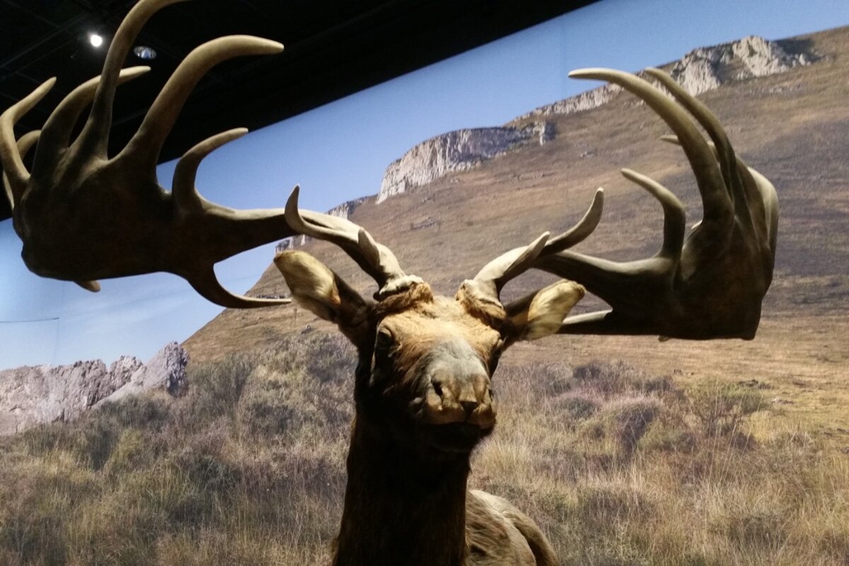 giant elk