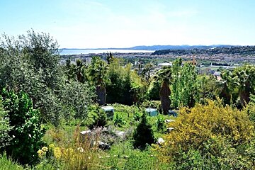 A lush green forest with a city in the background