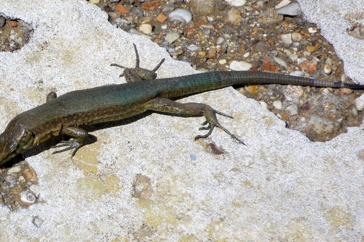 Sa Dragonera Natural Park, Mallorca