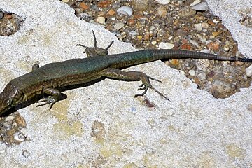 Sa Dragonera Natural Park, Mallorca