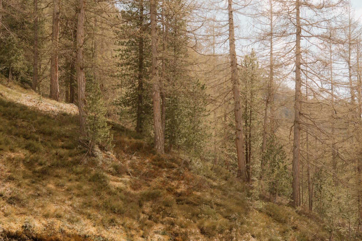 A forest with trees without leaves on a hillside