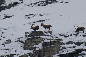 three deer on the snow