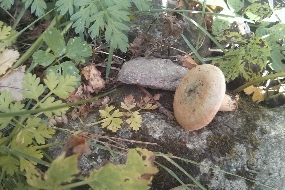 Mushroom Foraging in Les Houches