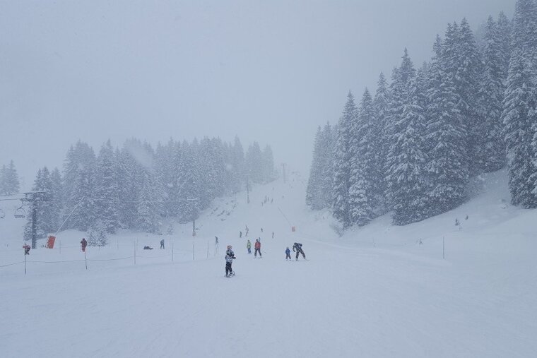 skiers near the trees