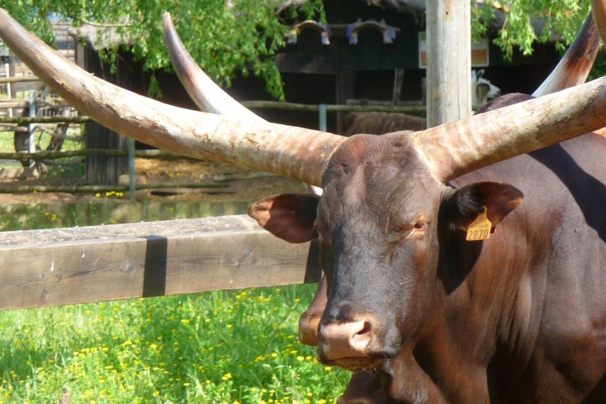 A brown cow with long horns has a tag on its ear that says ' a ' on it