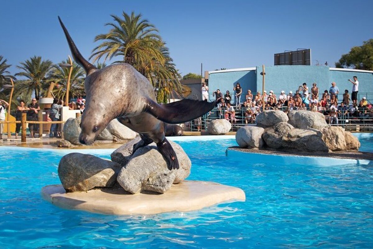 A seal is jumping out of the water in front of a crowd