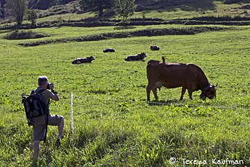 A man taking a picture of cows in a field with teresa kaufman