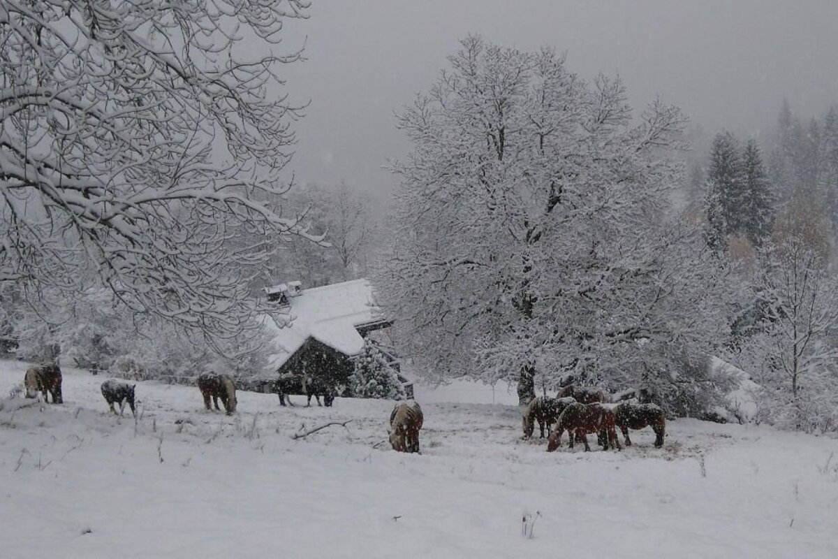 Horses in the snow in a village near Chamonix