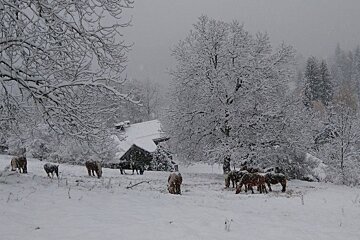 Horses in the snow in a village near Chamonix