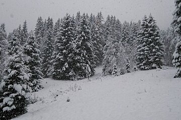 A clearing in the forest covered in snow