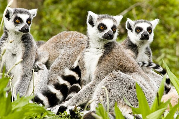 a group of ring tail lemurs in a zoo