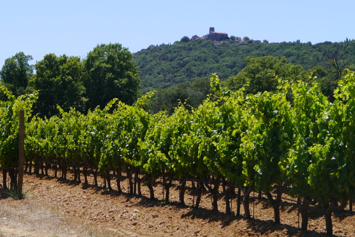 image of grape vines