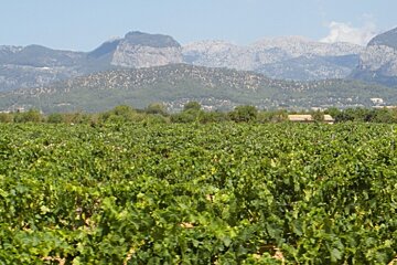 a view over the top of some vineyards