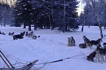 a team of huskies taking a rest