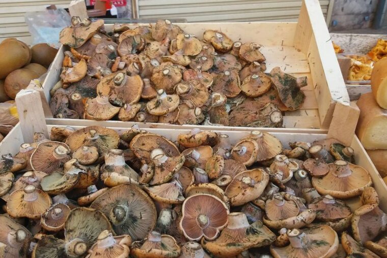 Mallorcan Mushrooms