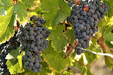 bunches of grapes on the vine