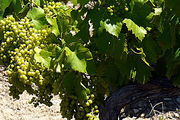 Chateau d'Aqueria, Tavel