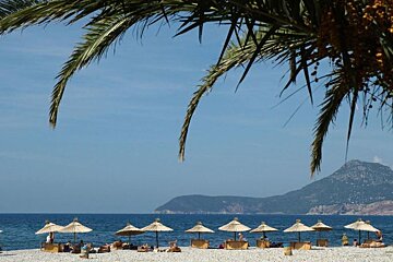 a beach with palm trees and parasols