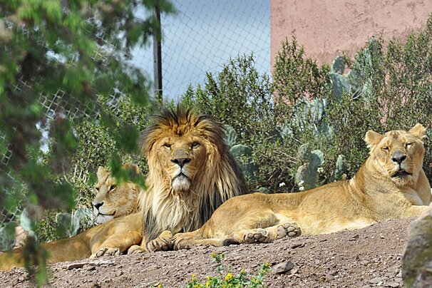 Parc Zoologique de Frejus (Frejus Zoo)