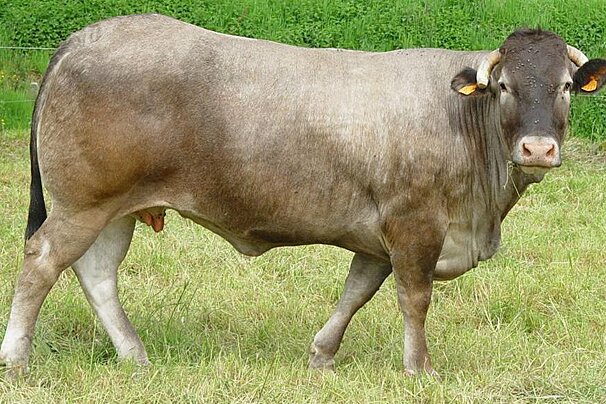 Bazas Beef