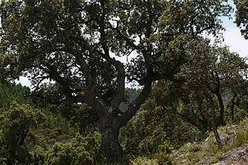 Massif des Maures, Saint-Tropez Region