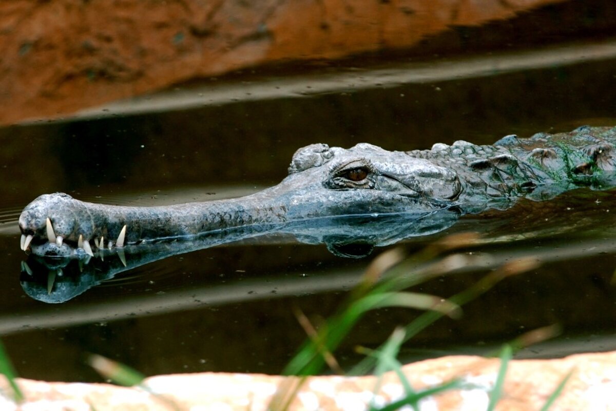 La Ferme aux Crocodiles,