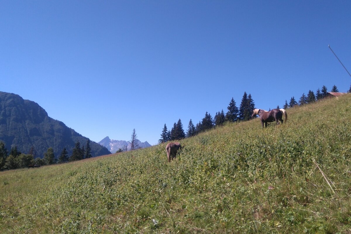 Trail Running in Les Houches via Bellevue and Prarion