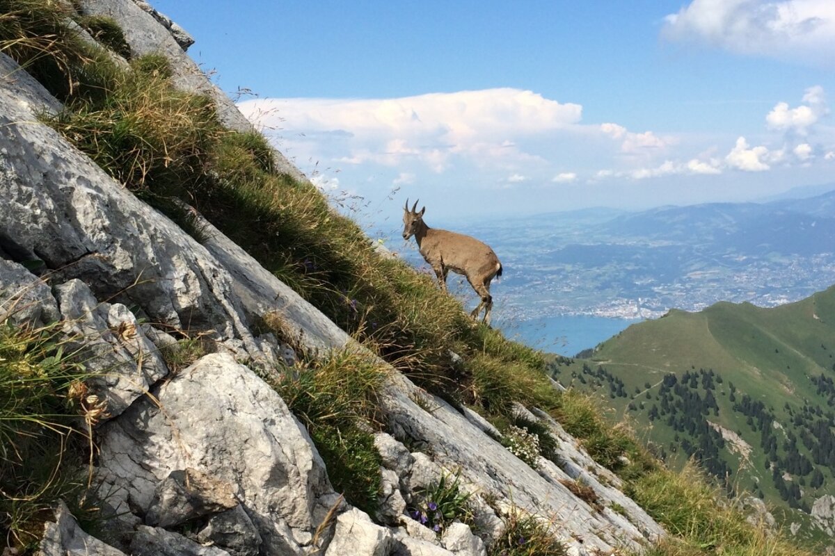 a mountain goat near lake geneva