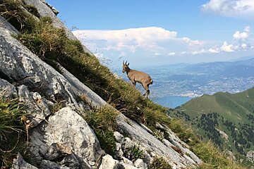 a mountain goat near lake geneva
