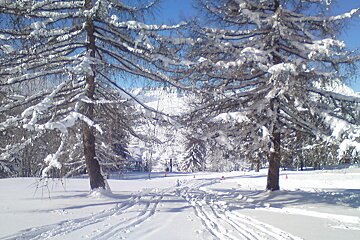 snowy trees and ski tracks