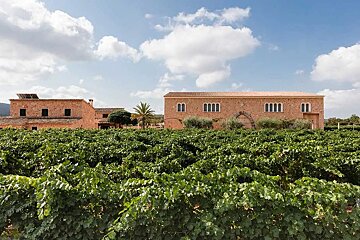 Bodegas Angel Vineyard, Santa Maria del Cami