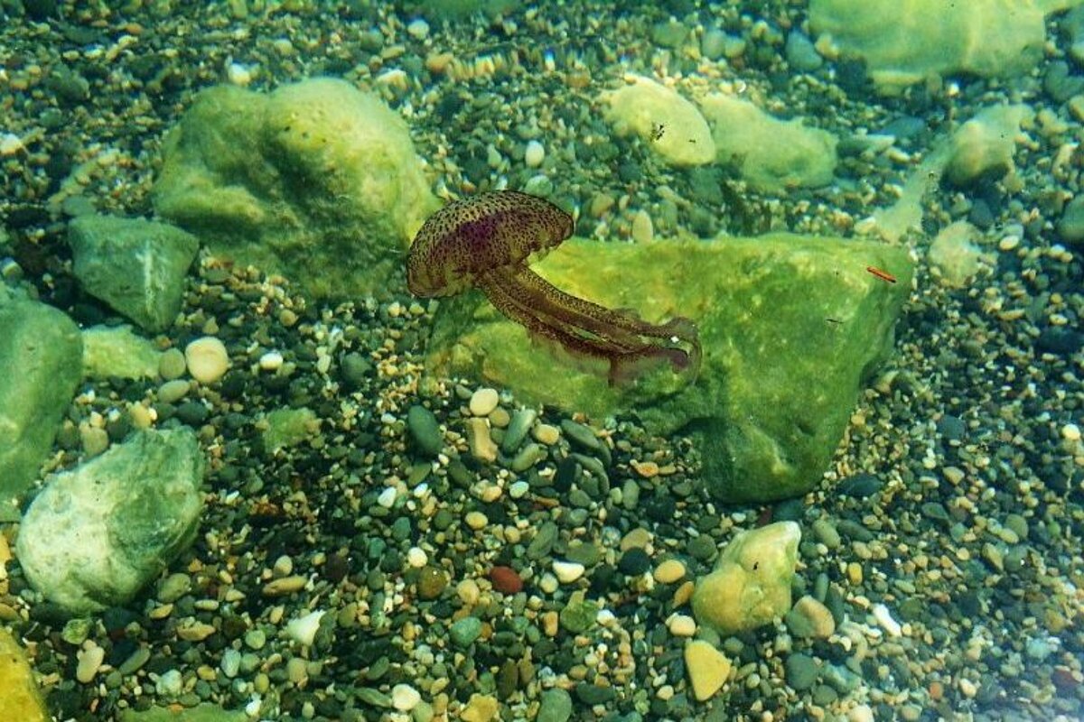 a jelly fish in the sea in Nice