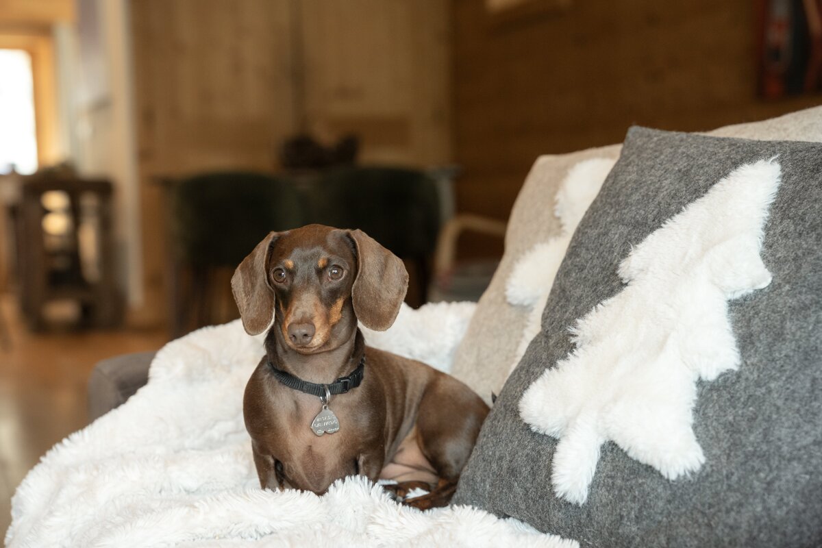 A dachshund laying on a couch next to a pillow with a christmas tree on it