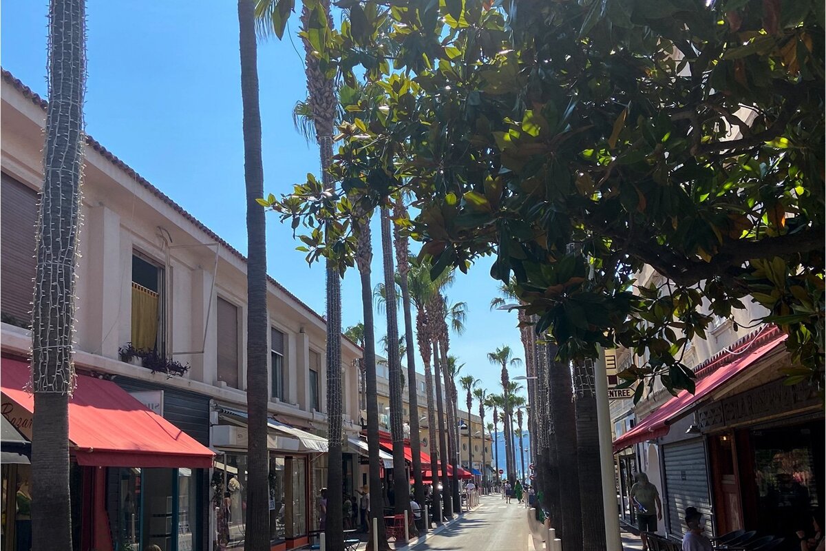 A row of palm trees are lined up along a street