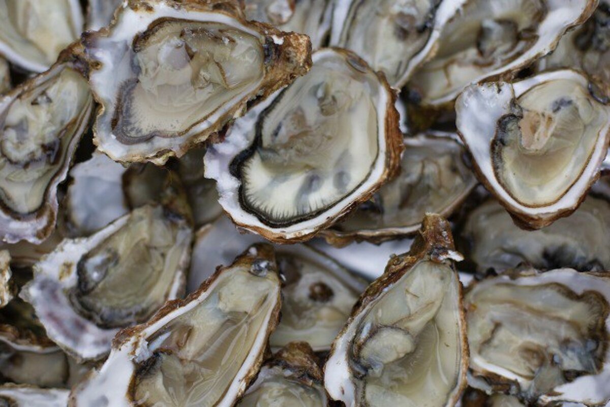 Oysters from the Atlantic