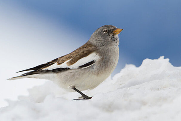 A small bird standing on top of a pile of snow