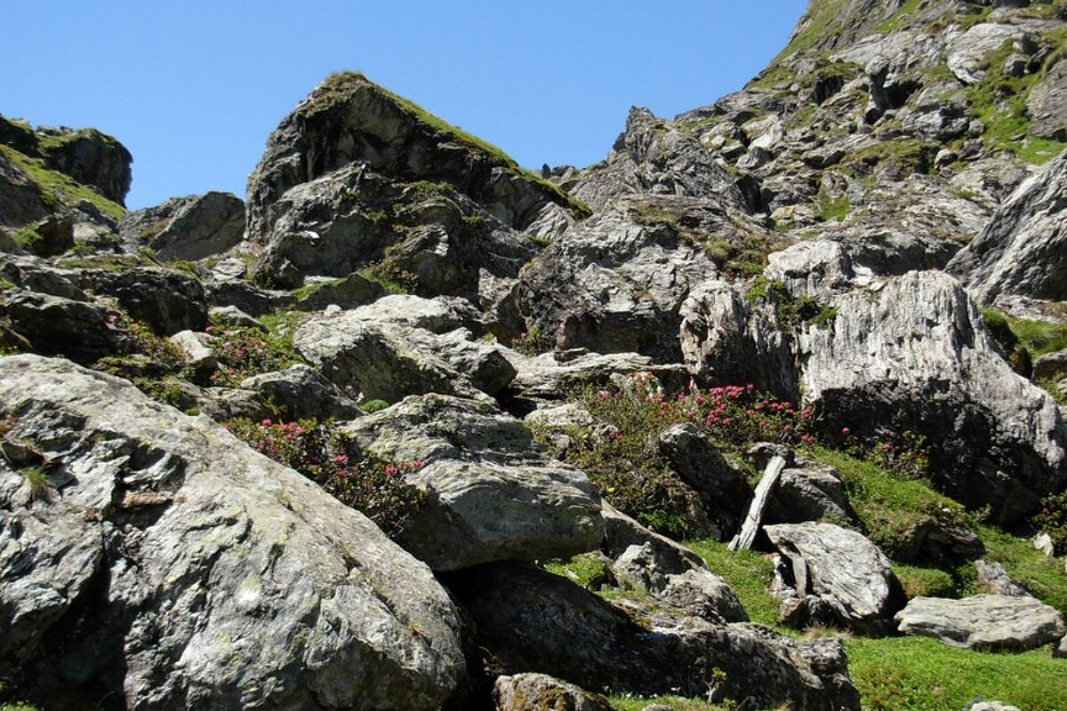 A rocky hillside with flowers growing on it