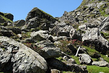 A rocky hillside with flowers growing on it