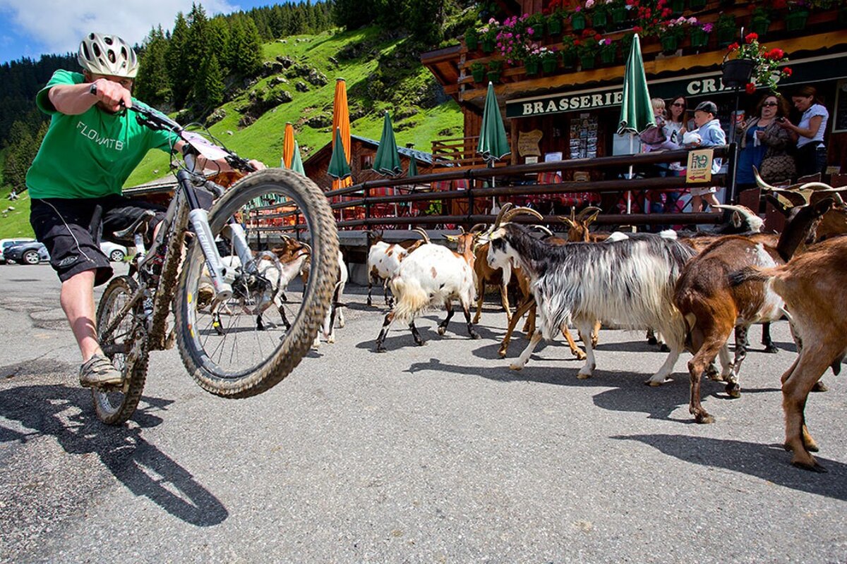 a man on a mountain bike near some goats