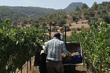Bodegas Son Puig