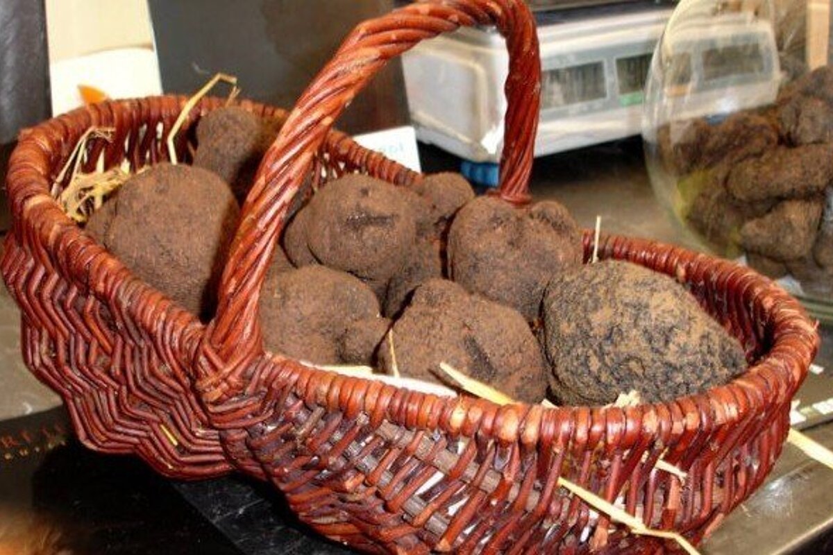 Fete de la Truffe, Avignon