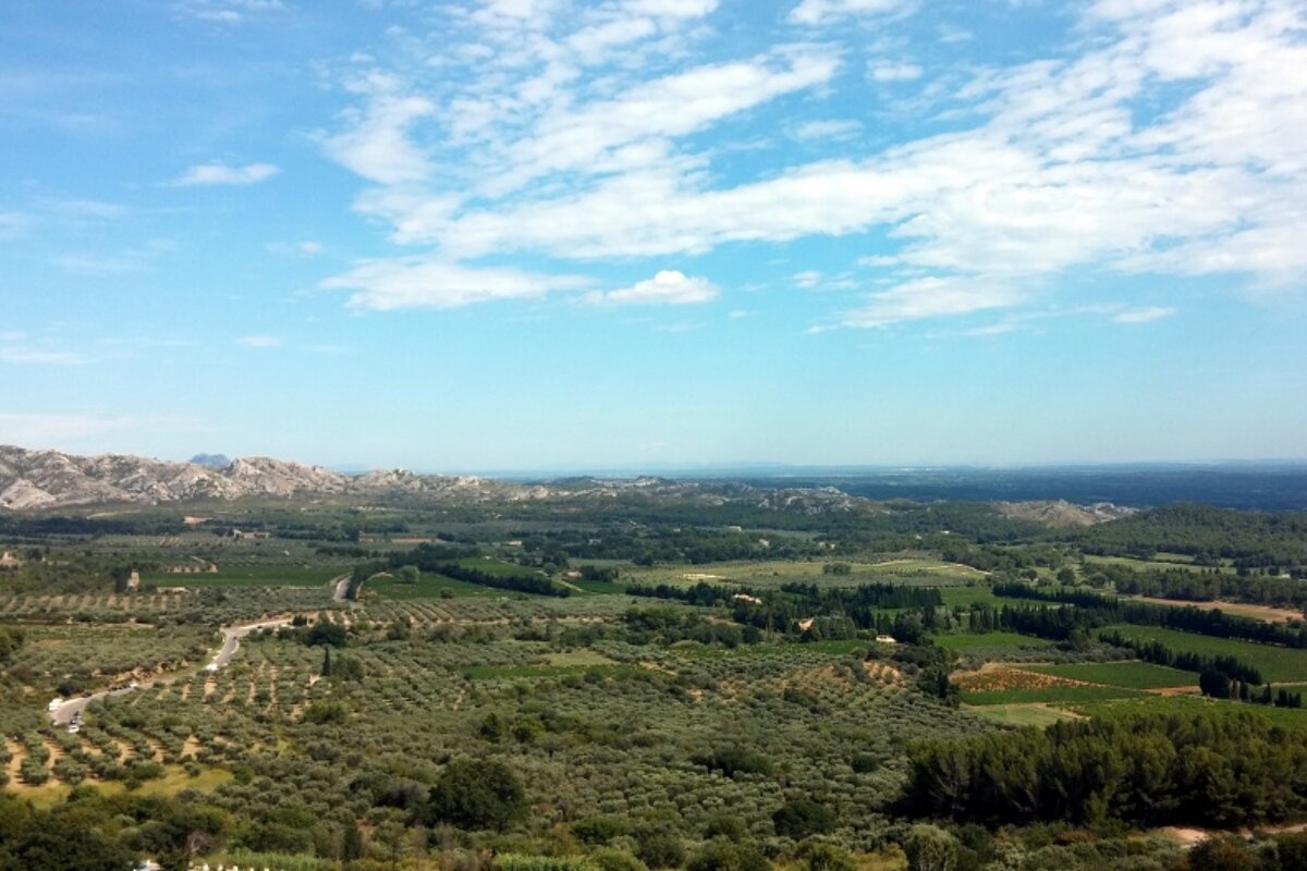 Views of Olive Trees from Les Baux de Provence