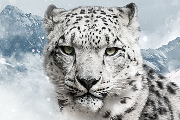 Snow Leopard Day, Val Thorens