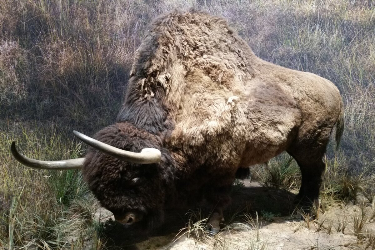 Inside the Aurignacian exhibit