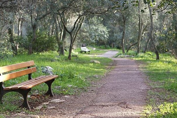 A wooden bench sits on the side of a path in a park