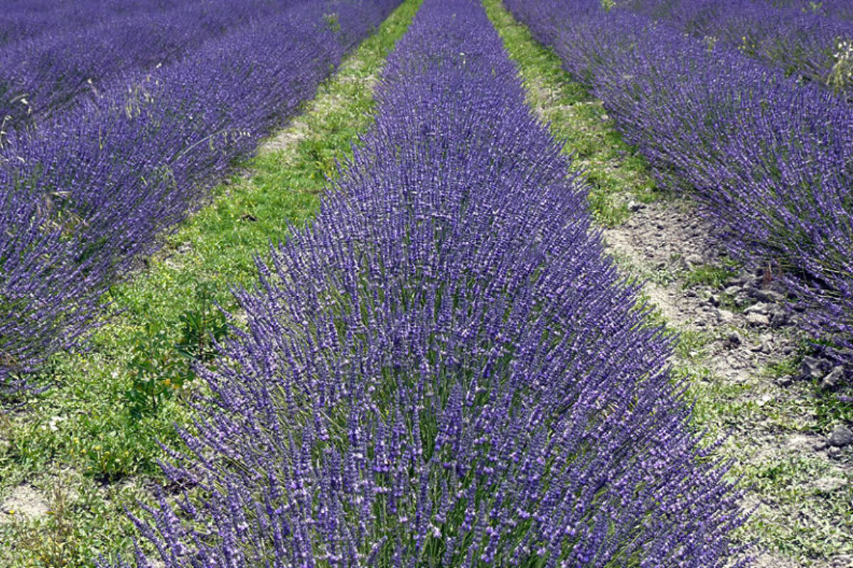 Strips of lavender in fields