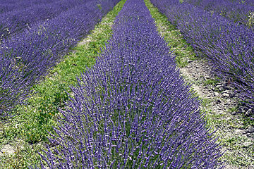 Strips of lavender in fields